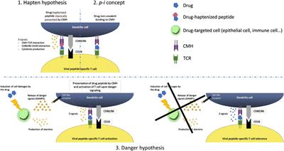 Viral Infections and Cutaneous Drug-Related Eruptions